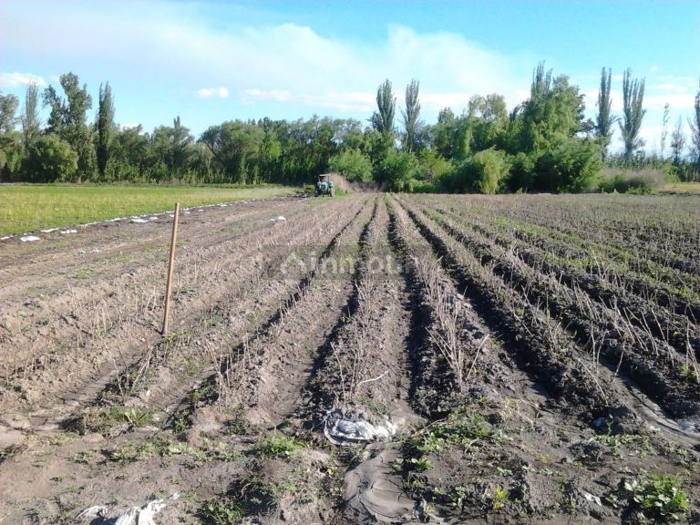 Finca en Venta en Tunuyan, Mendoza