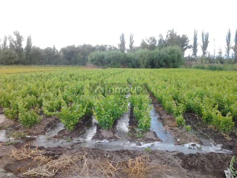 Finca en Venta en Tunuyan, Mendoza
