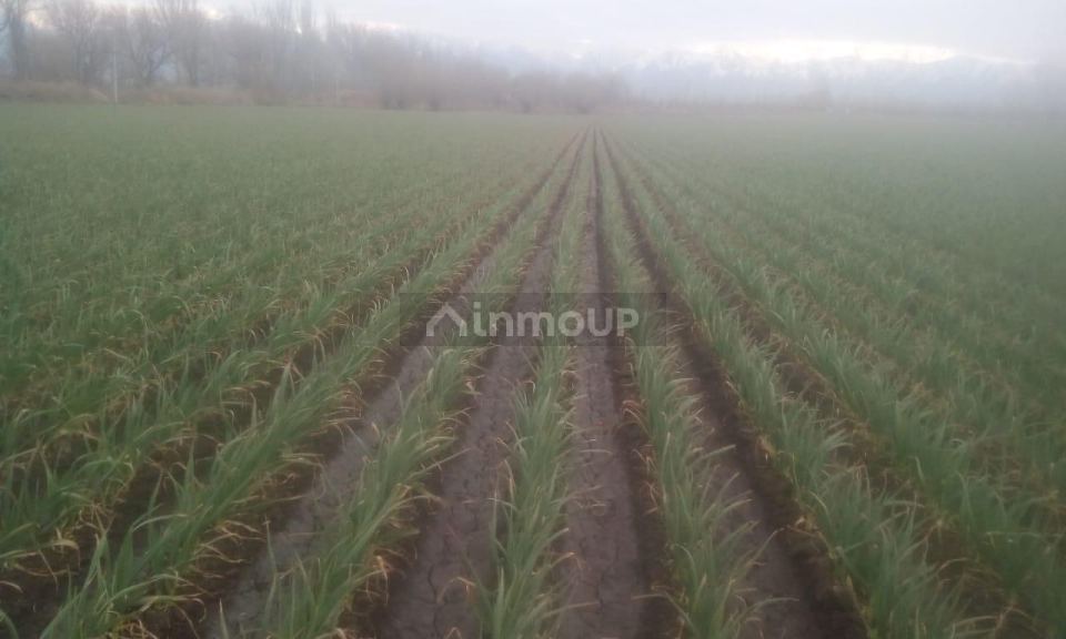 Finca en Venta en Tunuyan, Mendoza