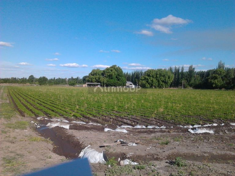 Finca en Venta en Tunuyan, Mendoza