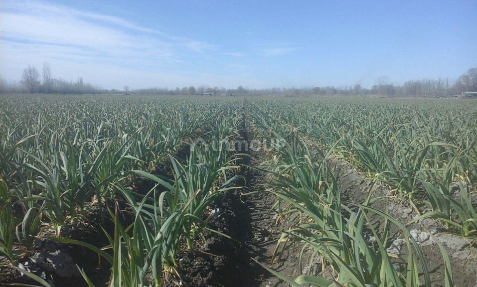 Finca en Venta en Tunuyan, Mendoza