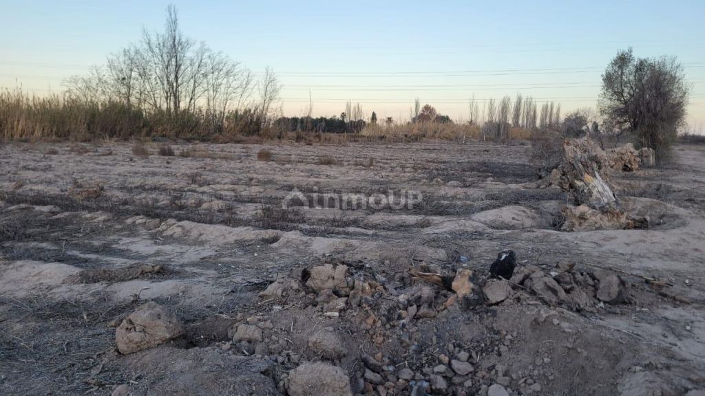 Finca en Venta en San Martin, Mendoza
