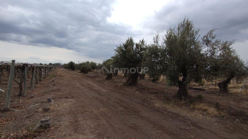Viñedo en Venta en Rivadavia, Mendoza