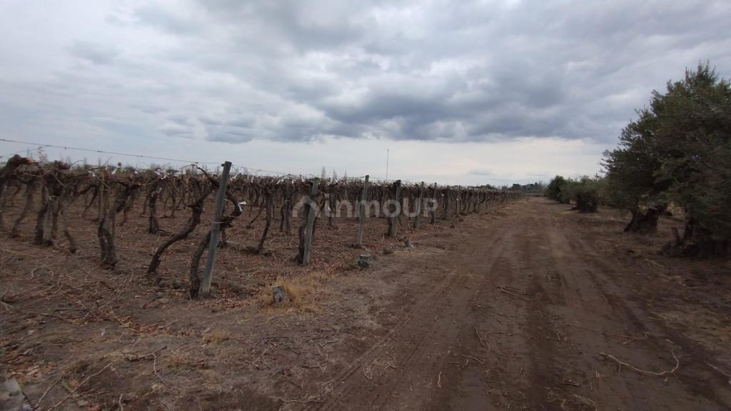 Viñedo en Venta en Rivadavia, Mendoza