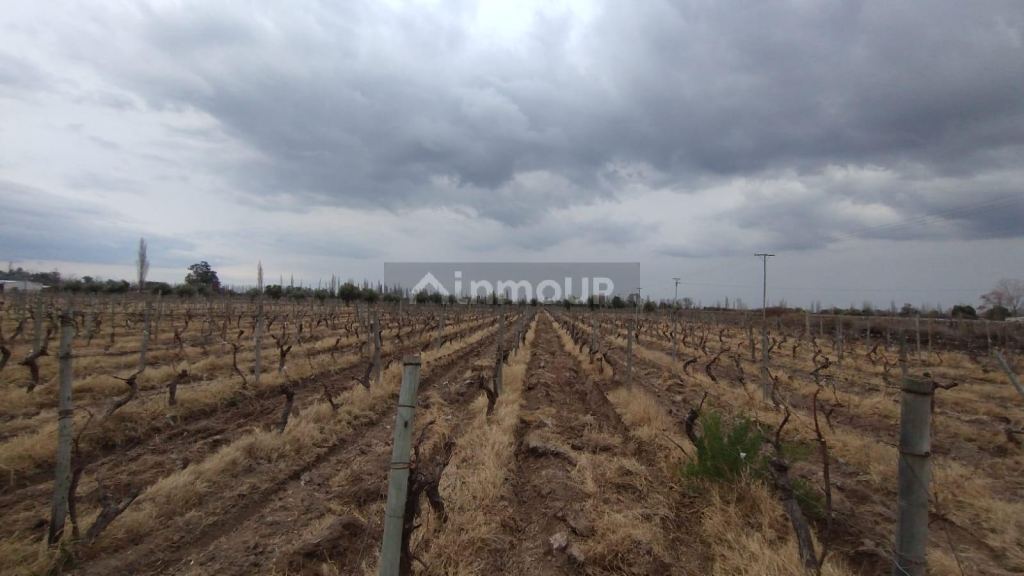 Viñedo en Venta en Rivadavia, Mendoza