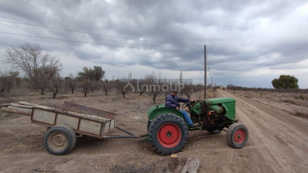 Viñedo en Venta en Rivadavia, Mendoza