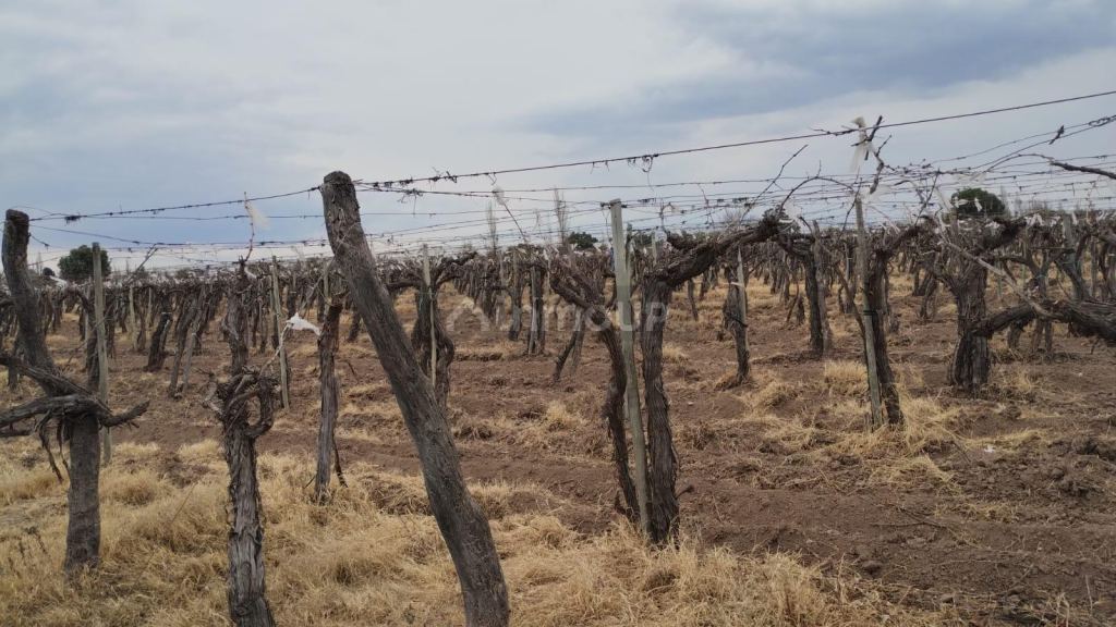 Viñedo en Venta en Rivadavia, Mendoza