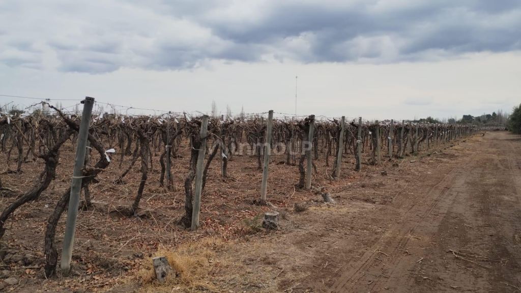 Viñedo en Venta en Rivadavia, Mendoza