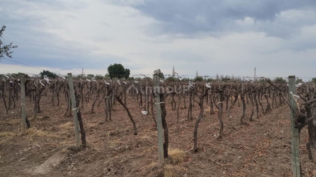 Viñedo en Venta en Rivadavia, Mendoza