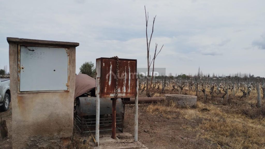 Viñedo en Venta en Rivadavia, Mendoza