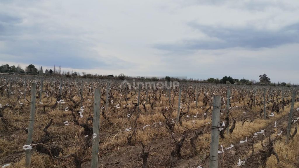 Viñedo en Venta en Rivadavia, Mendoza