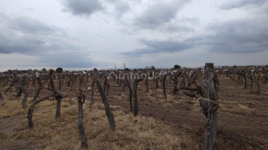 Viñedo en Venta en Rivadavia, Mendoza