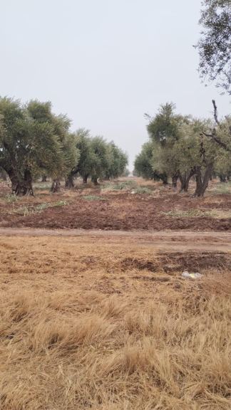 Finca en Venta en Guaymallen, Mendoza