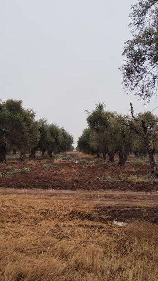 Finca en Venta en Guaymallen, Mendoza