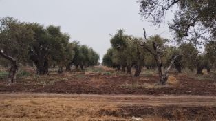 Guaymallen CALLEJÓN FERRER A 300 METROS DE CARRIL BUENA NUEVA ( A METROS DE BARRIO SOL ANDINO )