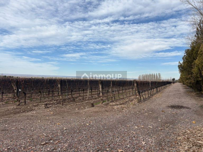Viñedo en Venta en San Carlos, Mendoza