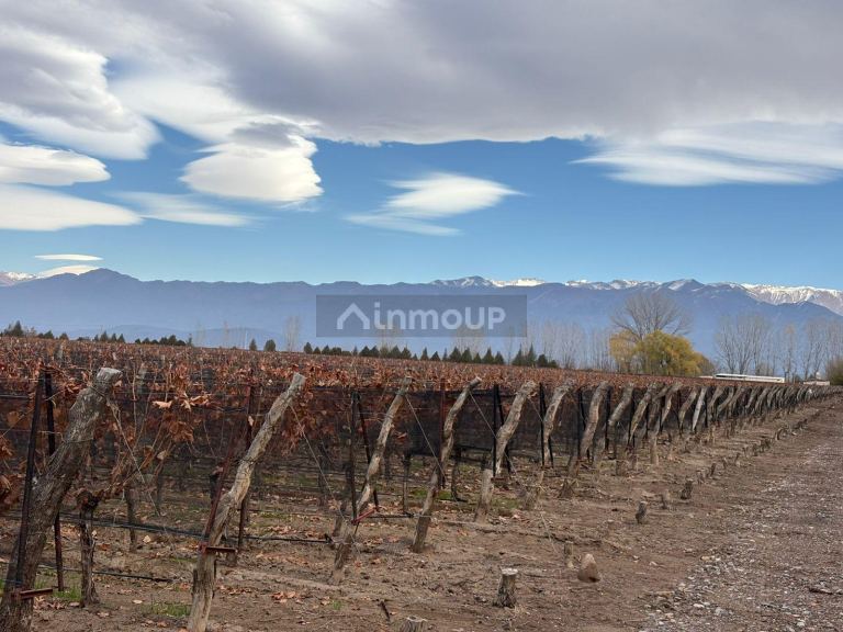 Finca en Venta en San Carlos, Mendoza