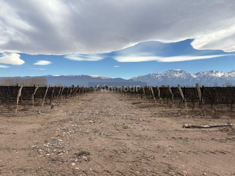 Finca en Venta en San Carlos, Mendoza