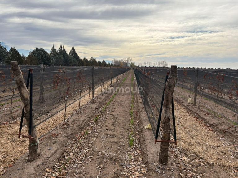 Finca en Venta en San Carlos, Mendoza