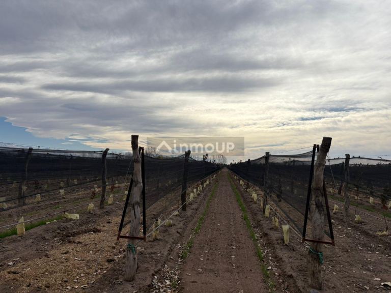 Finca en Venta en San Carlos, Mendoza