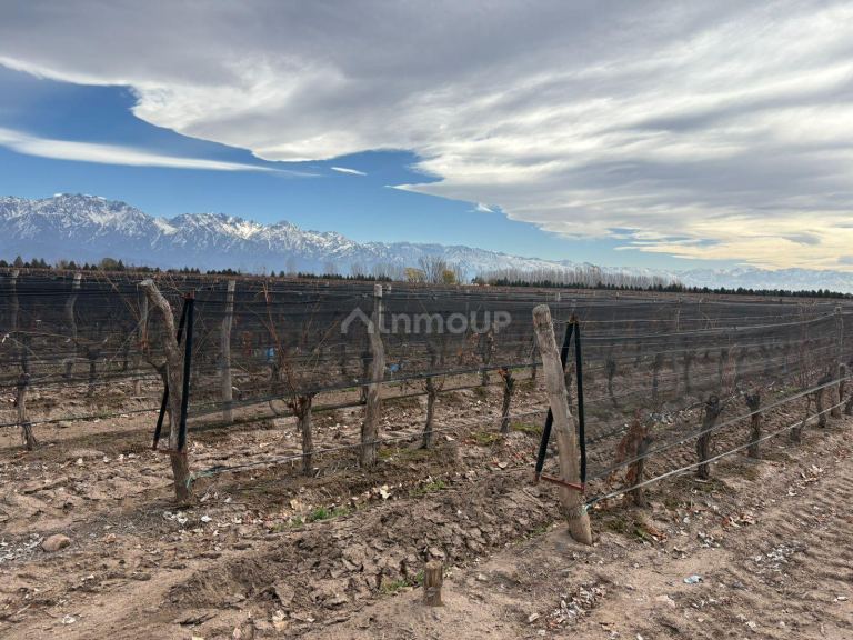 Finca en Venta en San Carlos, Mendoza