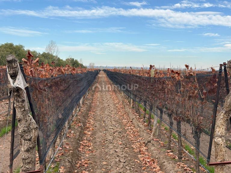 Finca en Venta en San Carlos, Mendoza
