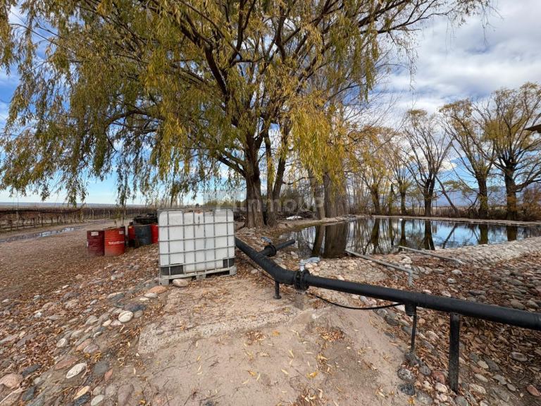 Finca en Venta en San Carlos, Mendoza