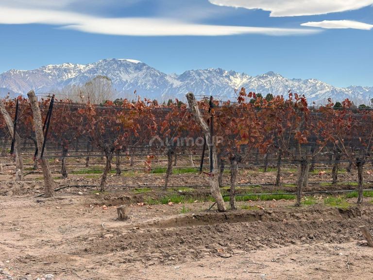 Finca en Venta en San Carlos, Mendoza