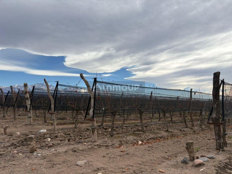 Finca en Venta en San Carlos, Mendoza