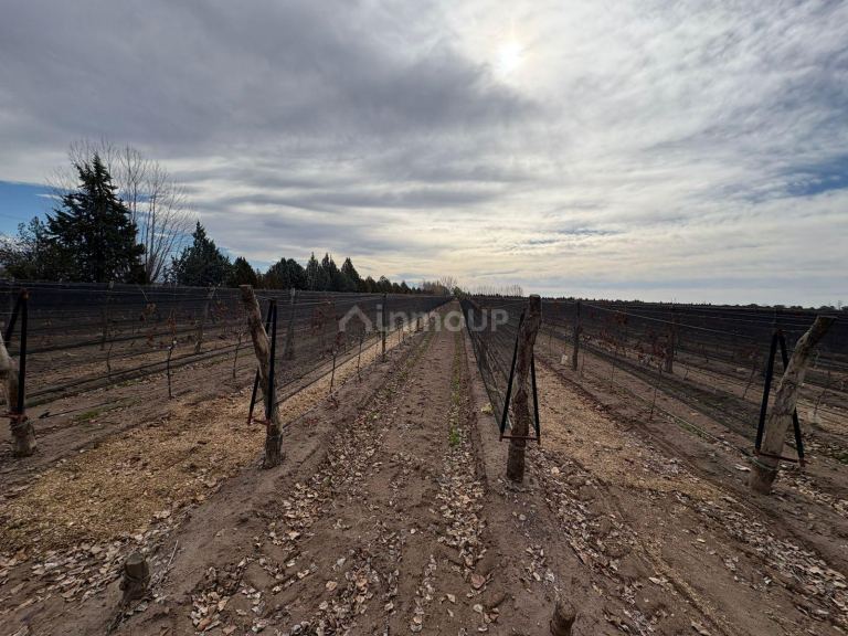 Finca en Venta en San Carlos, Mendoza