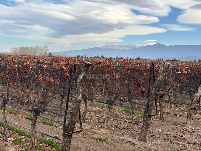 Finca en Venta en San Carlos, Mendoza