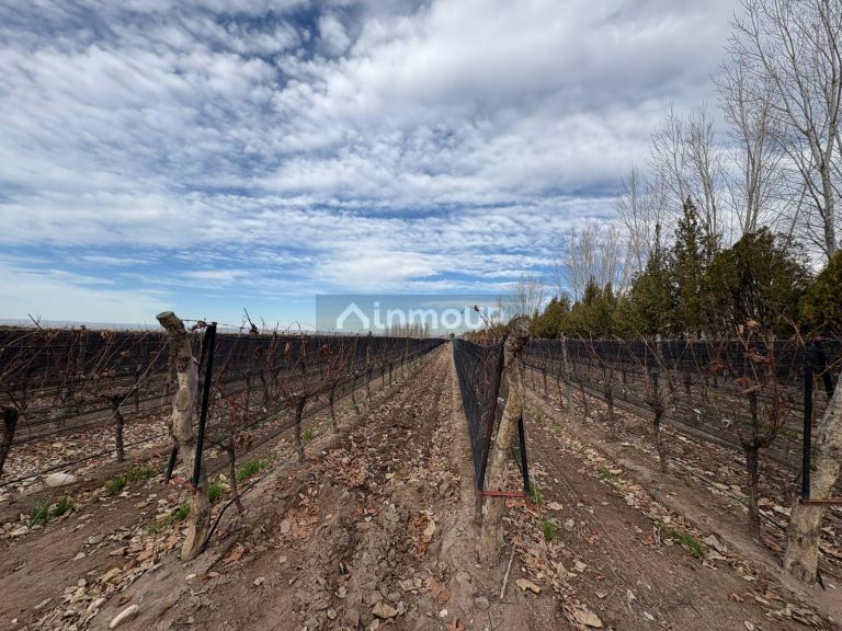 Finca en Venta en San Carlos, Mendoza