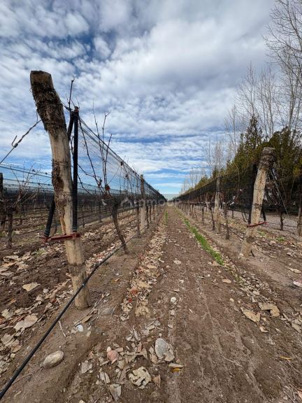 Finca en Venta en San Carlos, Mendoza