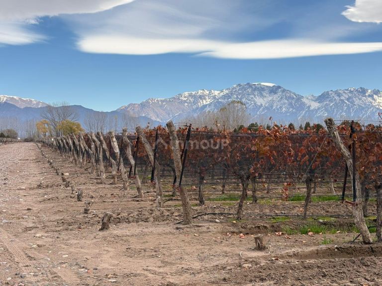 Finca en Venta en San Carlos, Mendoza