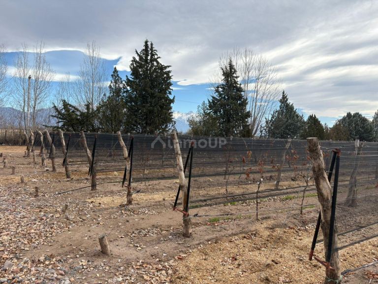 Finca en Venta en San Carlos, Mendoza