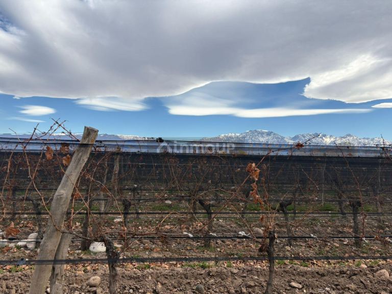 Finca en Venta en San Carlos, Mendoza