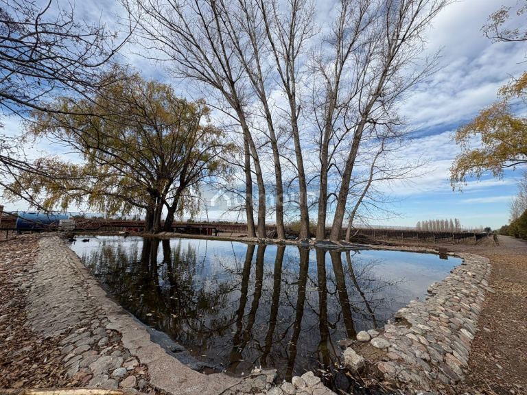 Finca en Venta en San Carlos, Mendoza