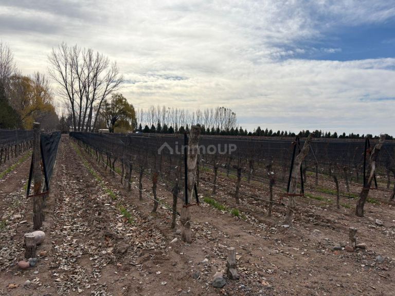 Finca en Venta en San Carlos, Mendoza