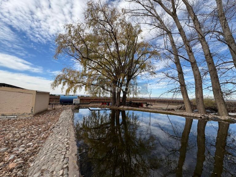 Finca en Venta en San Carlos, Mendoza
