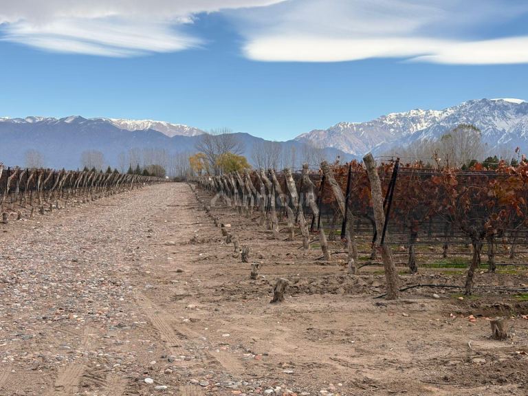 Finca en Venta en San Carlos, Mendoza