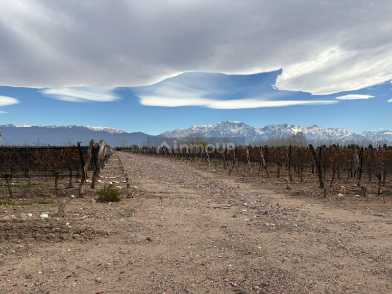 Finca en Venta en San Carlos, Mendoza