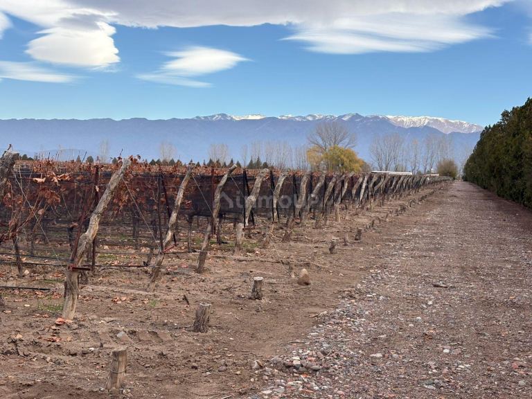 Finca en Venta en San Carlos, Mendoza