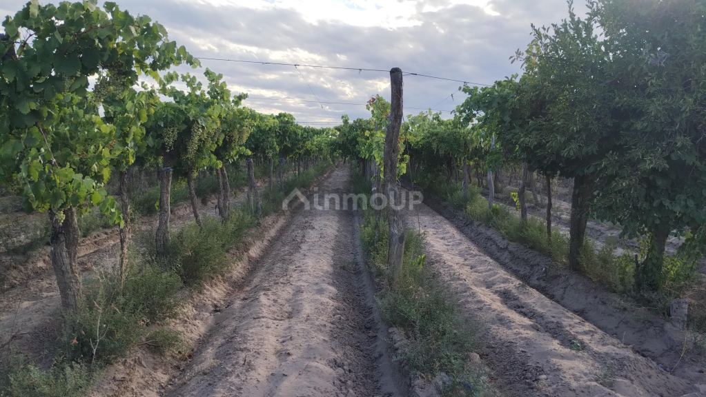 Viñedo en Venta en San Martin, Mendoza