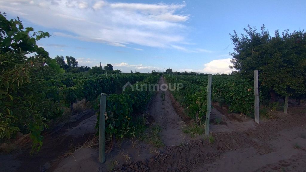 Viñedo en Venta en San Martin, Mendoza