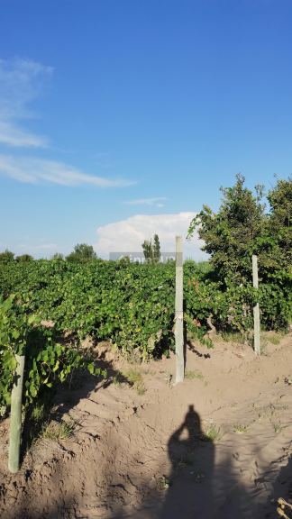 Viñedo en Venta en San Martin, Mendoza