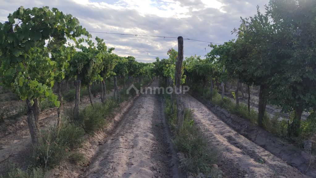 Viñedo en Venta en San Martin, Mendoza