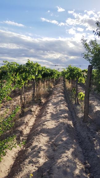 Viñedo en Venta en San Martin, Mendoza