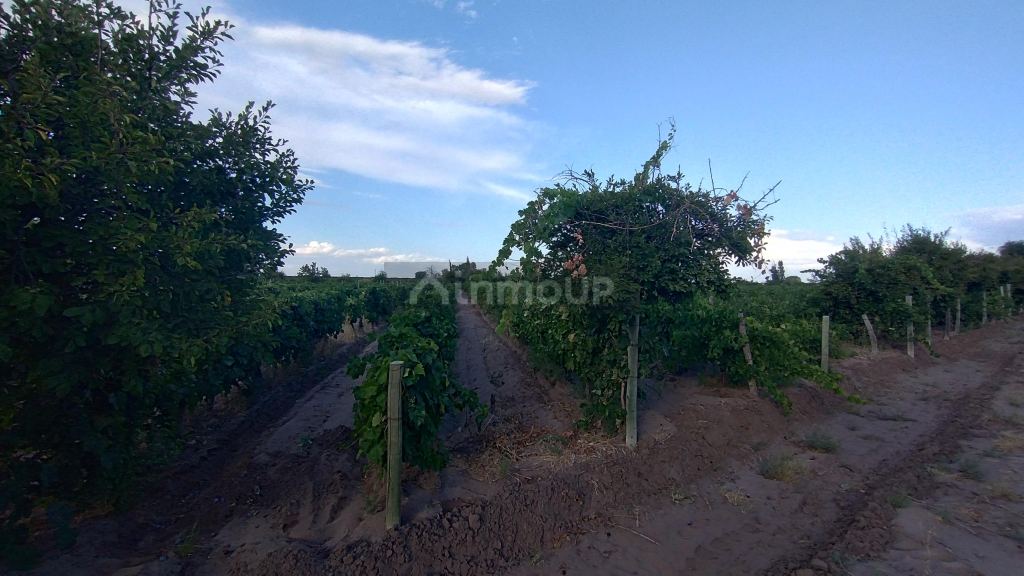 Viñedo en Venta en San Martin, Mendoza