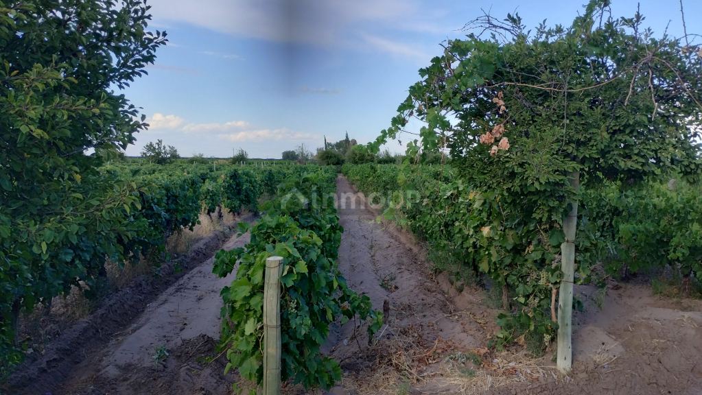 Viñedo en Venta en San Martin, Mendoza