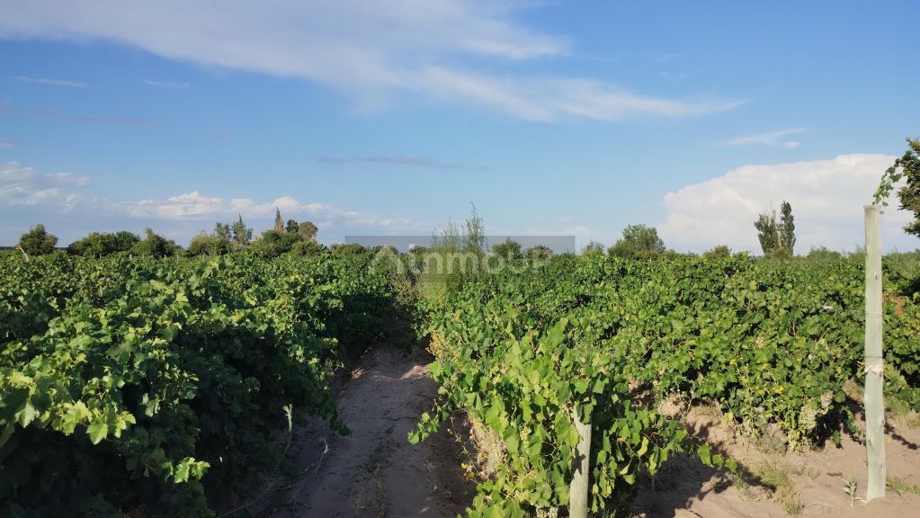 Viñedo en Venta en San Martin, Mendoza